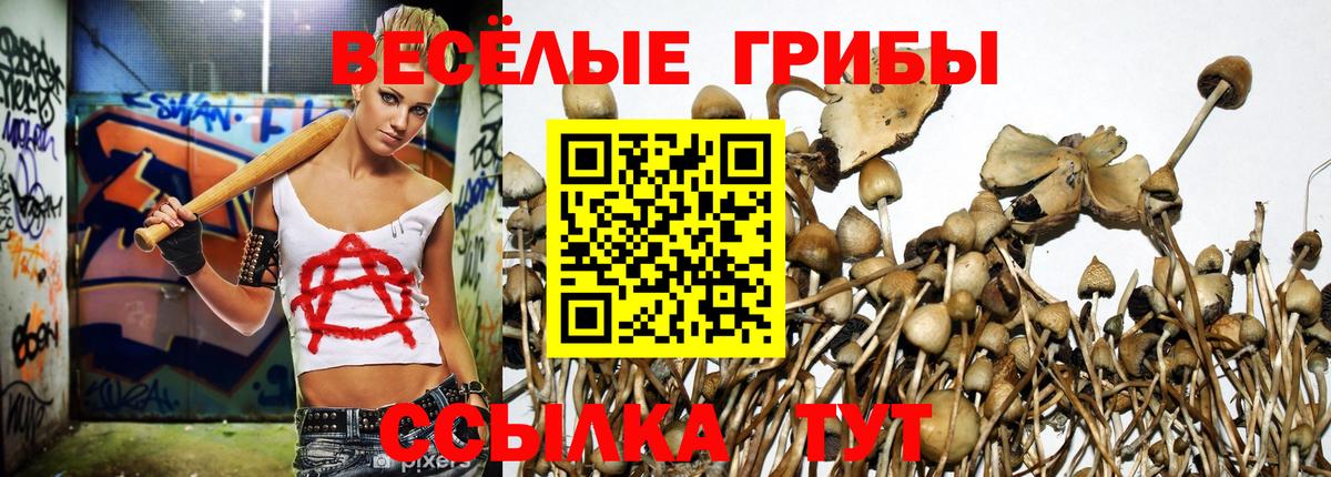 Донской  Галлюциногенные грибы прущие грибы  Вход с VPN 